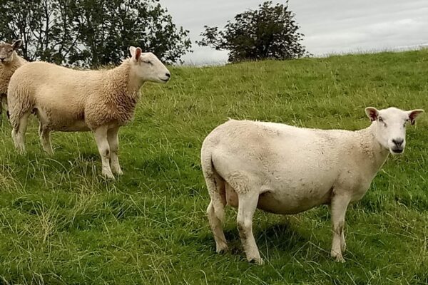 Barbara Teasdale Easy Care ewe and cross bred lamb August 2020