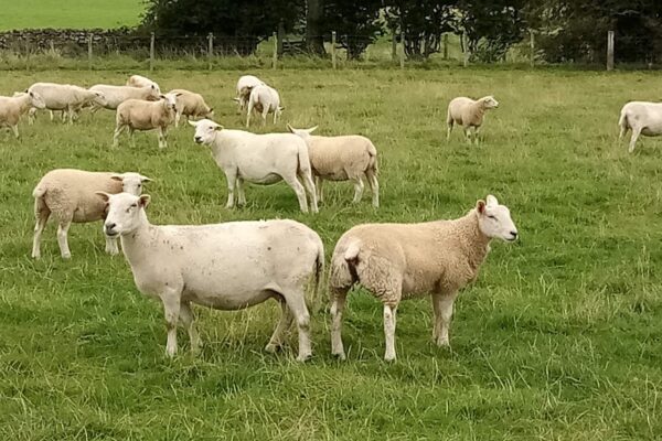 Barbara Teasdales Easy Care crossed with beltex x texel end of August 2020