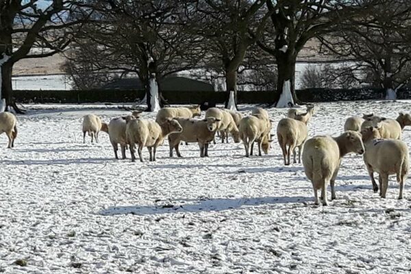 Sheep in the snow