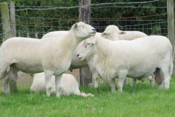 Easy care rams at simon casswells 2019
