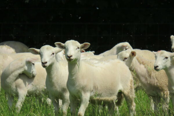 Ram lambs at James Bartons 2019