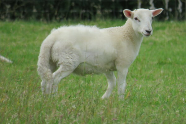 Easycare lamb born late April 2019