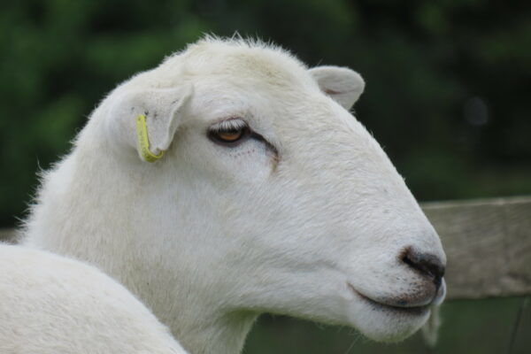 Head shot yearling ewe 2019