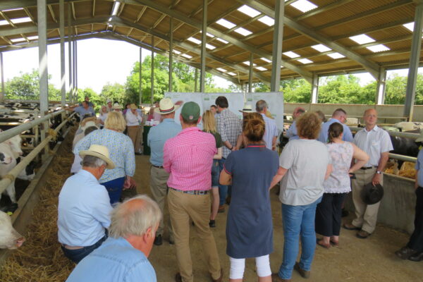 Cattle shed at James Bartons 2019
