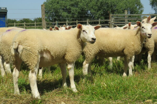 Beltex cross lambs at James Bartons 2019