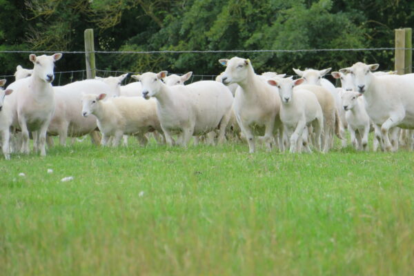 Ewes and lambs at foot s casswell 2019