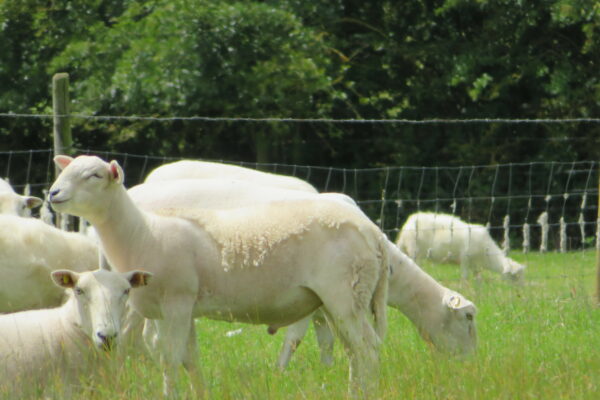 Ram lamb and mum 2019 simons