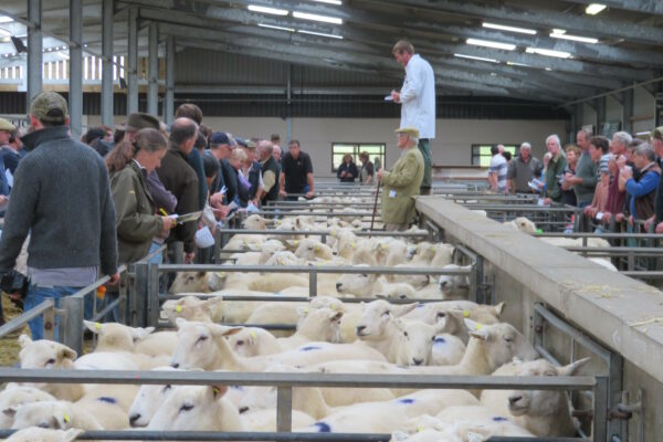 Easy Care Sheep Sale Photo 2017