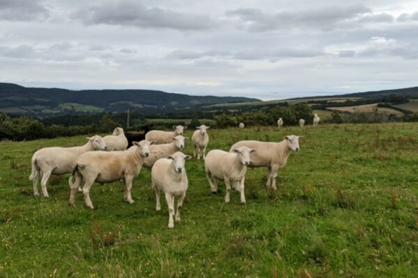 Hewitt yearling rams