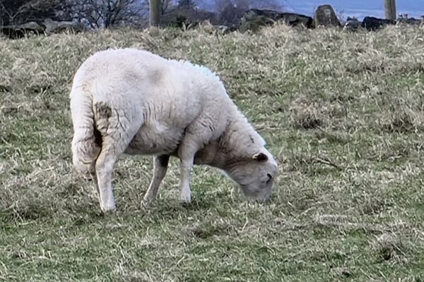 Ewe hogg two 2023