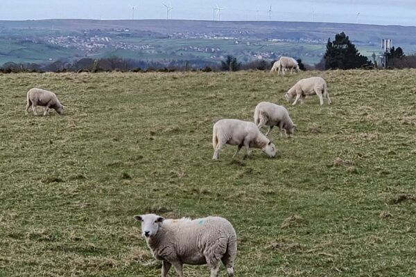 Ewe hoggs Glovershaw 2023
