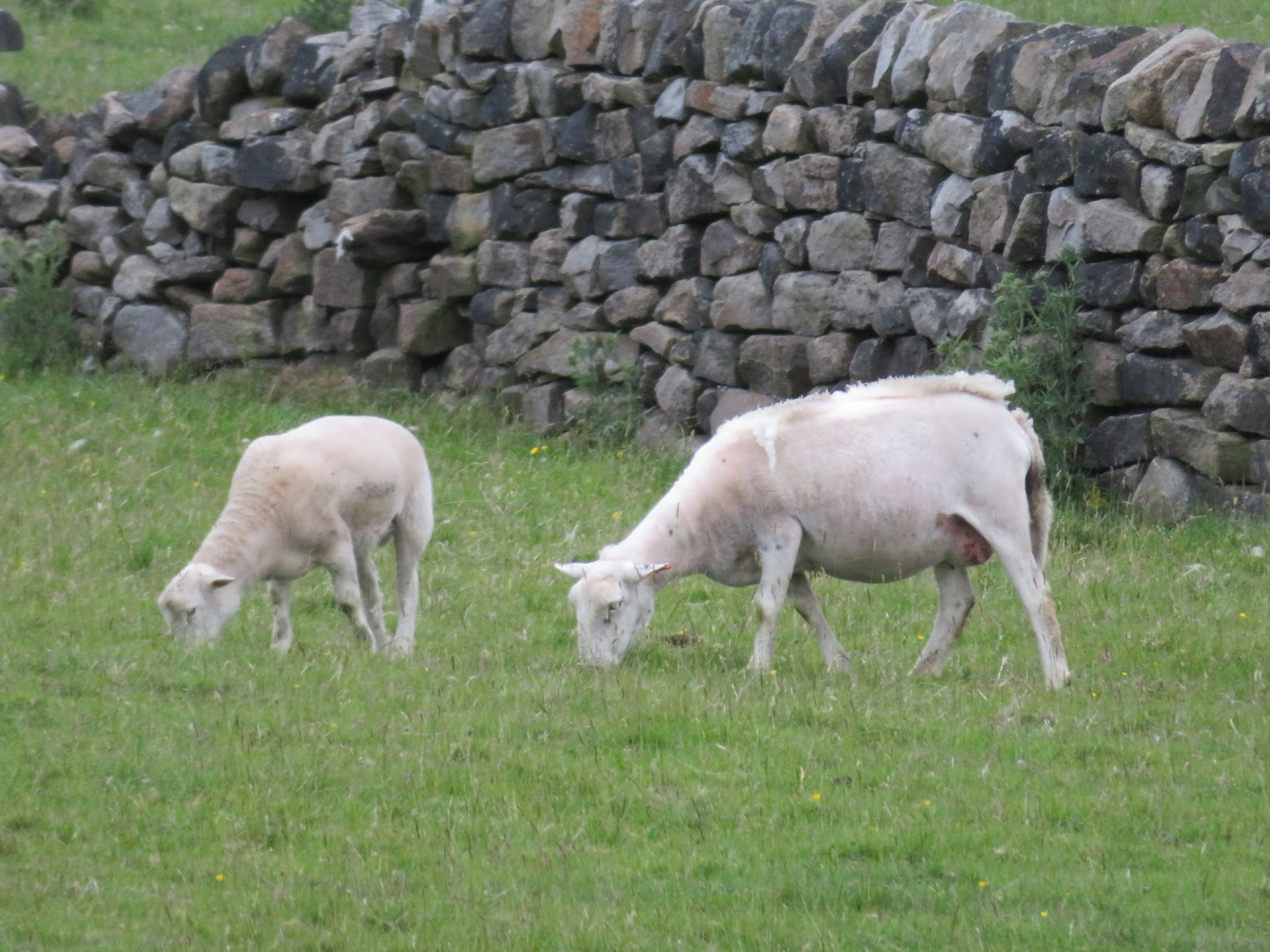 IMG 3575