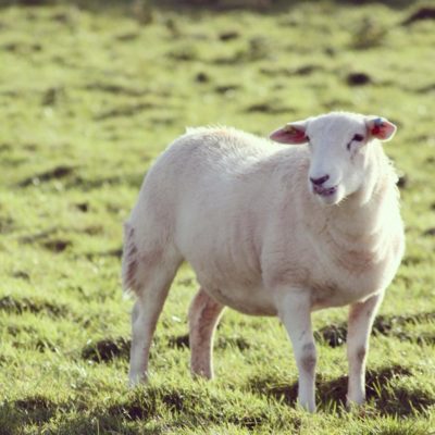 Single Easy Care Ewe