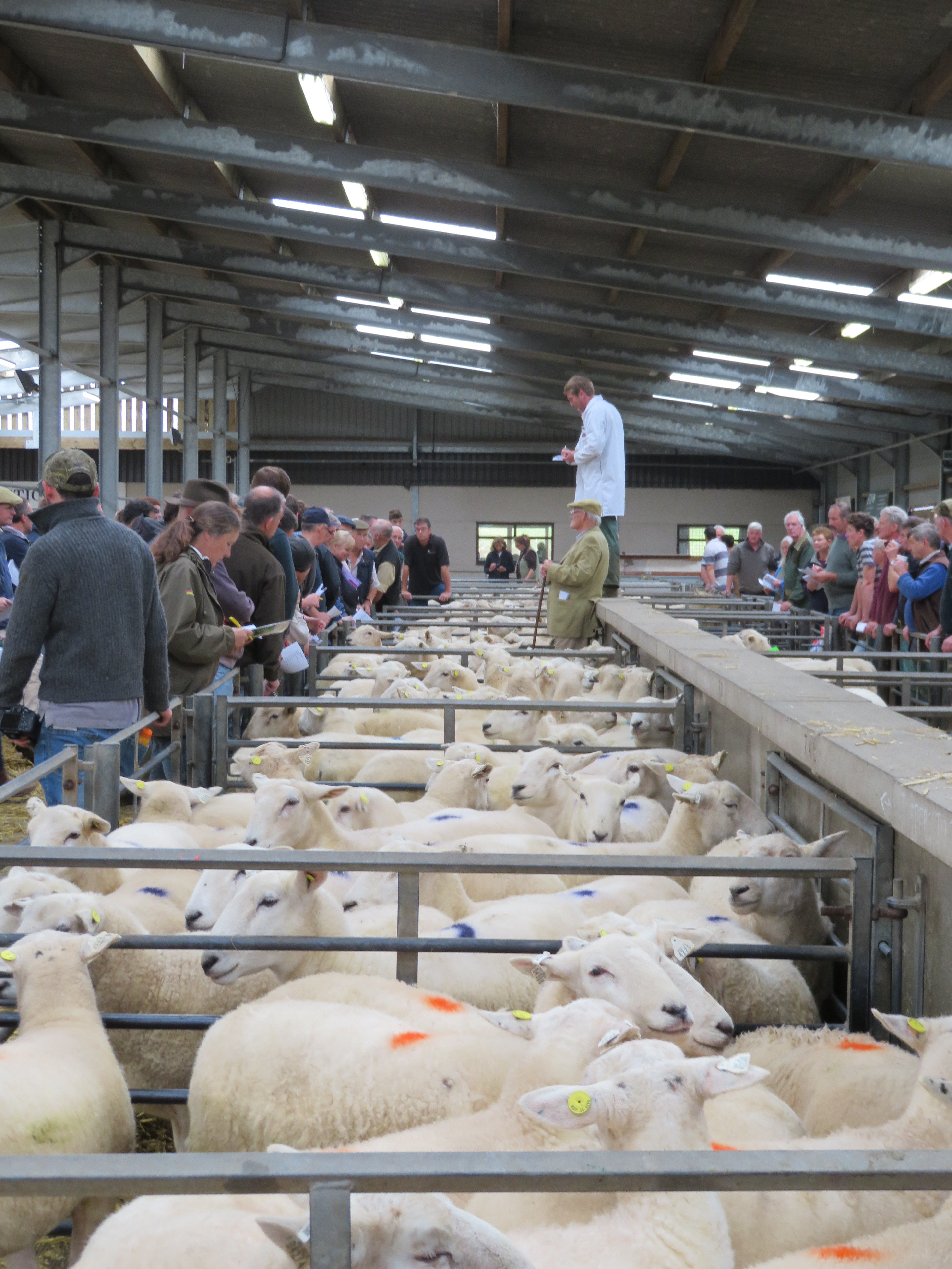 Easy Care Sheep Sale Photo 2017