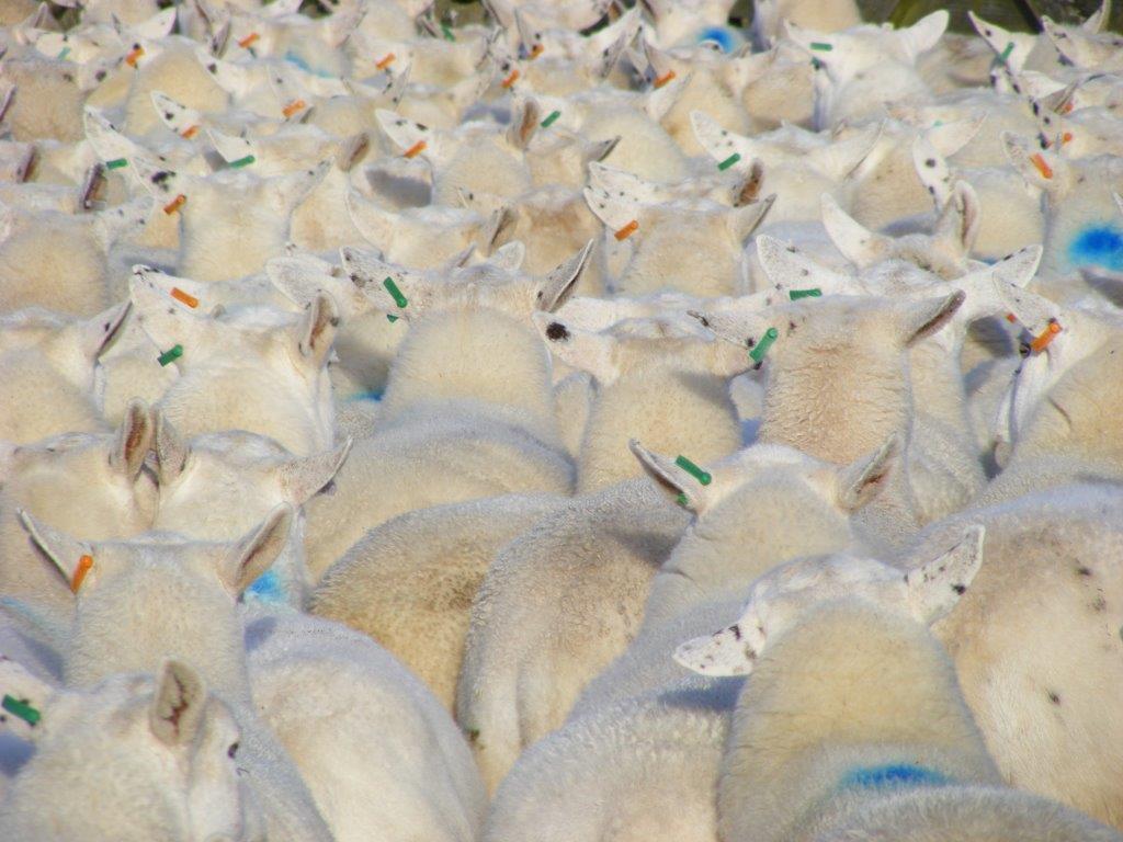 Group Of Sheep